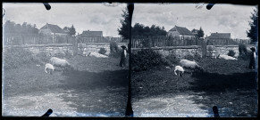 Agneau, brebis et jeune berger devant des habitations.