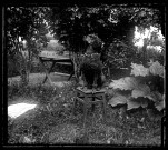 Coquette, caniche du docteur Elisée Coutemoine, assise sur un tabouret dans un jardin.