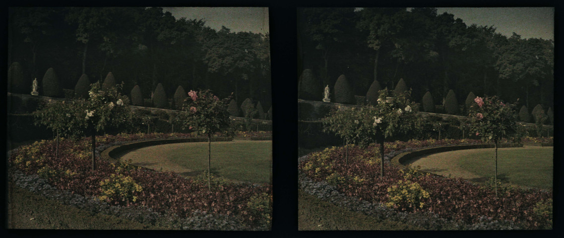 Château de Versailles, rosiers du parterre de Latone.