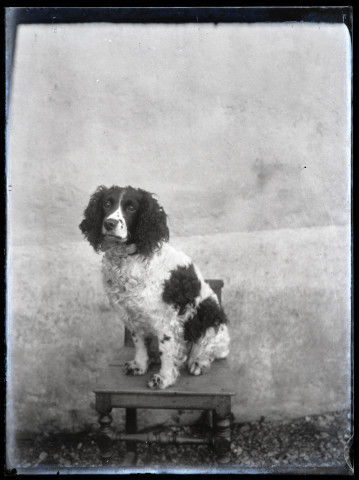 Chien de Stephen Pichon assis sur une chaise.