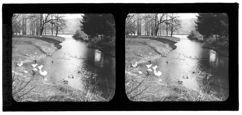 Bras de la Loue près de Port-Lesney, des canards se baignent.