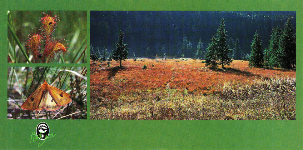 Haut-Jura. Paysage de Tombière, milieu fragile à contempler. 1) Rossolis intermédiaire. 2) Ecaille amarante. Lajoux, Parc Naturel Régional du Haut-Jura.