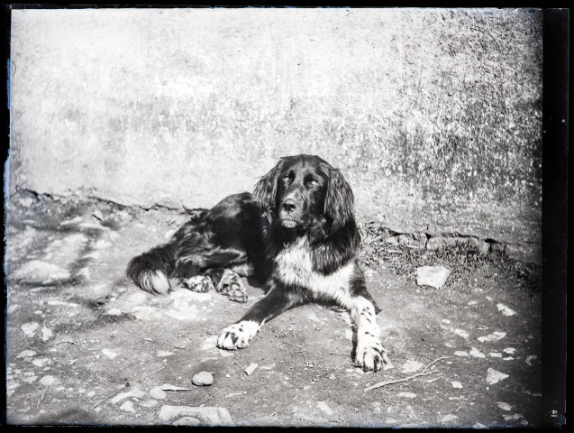 Chien allongé devant un mur.