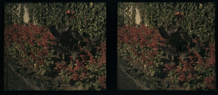 Orangerie du Trianon, canna et sauges.