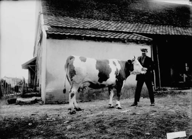 Homme avec une vache. Monsieur Marandet. Charbonny