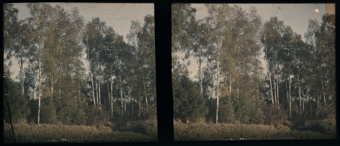 Bouleaux à Montaigu.