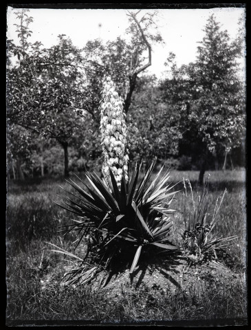 Yucca filamentosa en fleur.