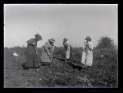 Quatre femmes récoltant des pommes de terre près de Vers-en-Montagne.