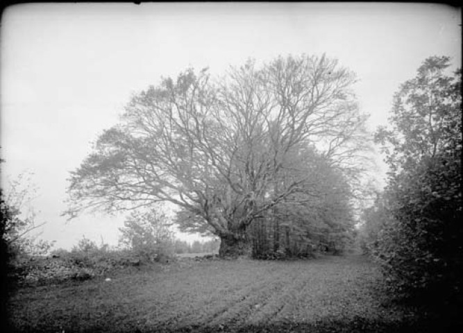 Gros hêtre de 900 à 1200 ans, 7,5 m de circonf., surface couverte 25 m2. Sillet