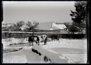 Attelage de bœufs dans la neige pour le débardage à Vers-en-Montagne.
