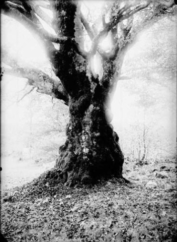 Gros hêtre de 900 à 1200 ans, 7,5 m de circonf., surface couverte 25 m2. Sillet