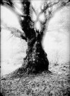Gros hêtre de 900 à 1200 ans, 7,5 m de circonf., surface couverte 25 m2. Sillet