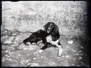 Chien allongé devant un mur.