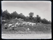 Moutons broutant au bord d'une route sous la surveillance d'un petit berger.