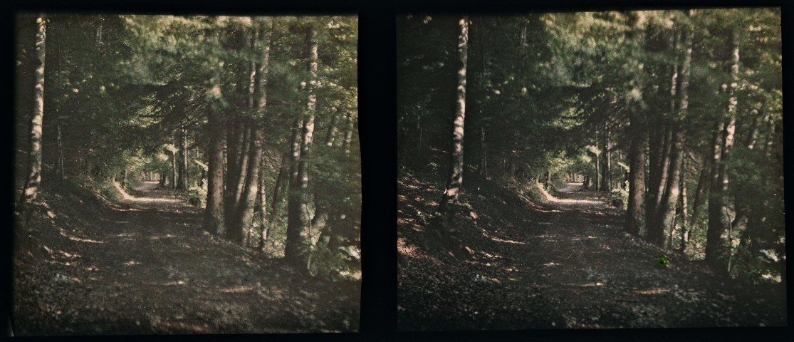 Chemin au bord du lac de Bonlieu.