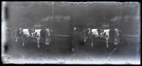 Vaches près d'une barrière.