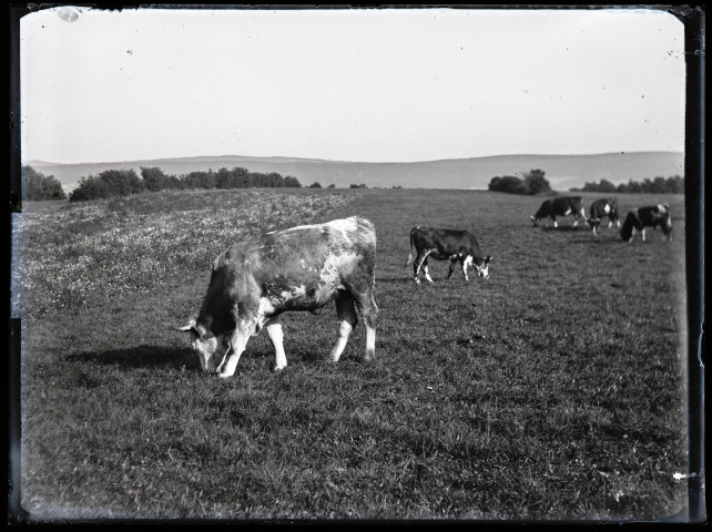 Vaches dans un pré en train de brouter.