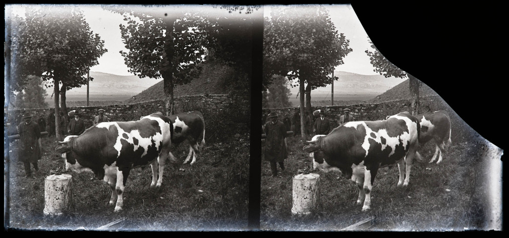 Vaches au champ de foire.