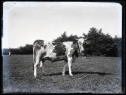 Deux vaches et un jeune vacher dans un terrain bordé d'arbres.