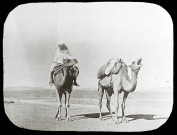 Reproduction d'une vue de chameaux en Algérie.