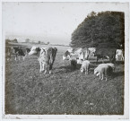 Vaches et moutons dans un pré près d'un bosquet.