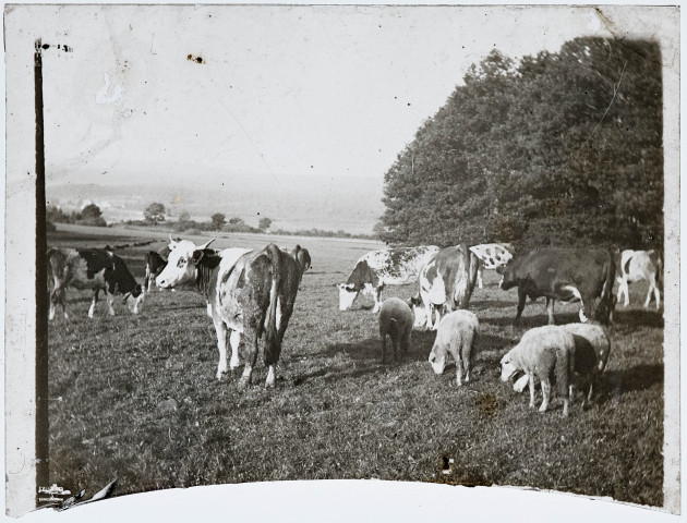 Vaches et moutons dans un pré près d'un bosquet.