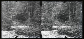 Point d'eau dans une forêt.