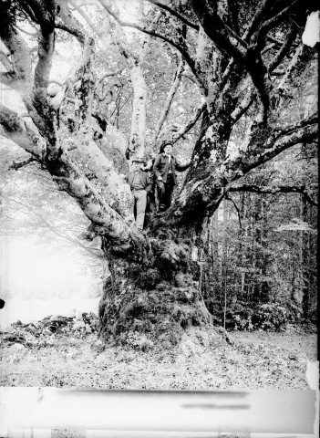 Gros hêtre de 900 à 1200 ans, 7,5 m de circonf., surface couverte 25 m2. Sillet