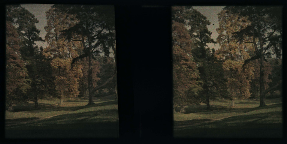 Trianon, mélèzes et grand arbre.