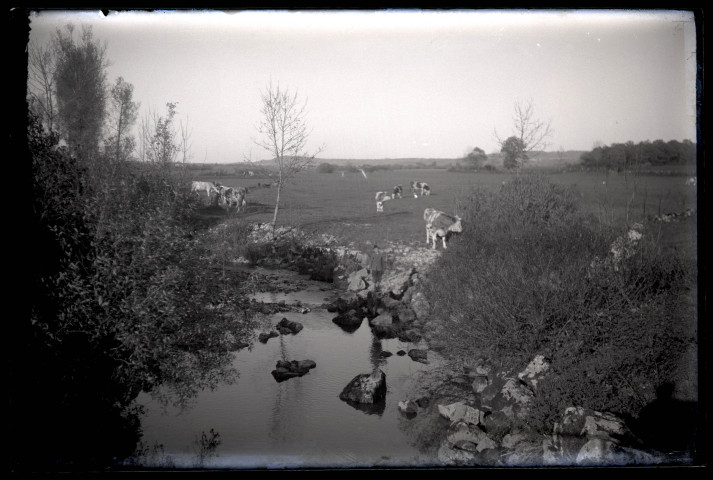 Vaches au bord de l'Angillon.