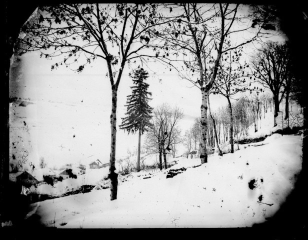 Forêt sous la neige