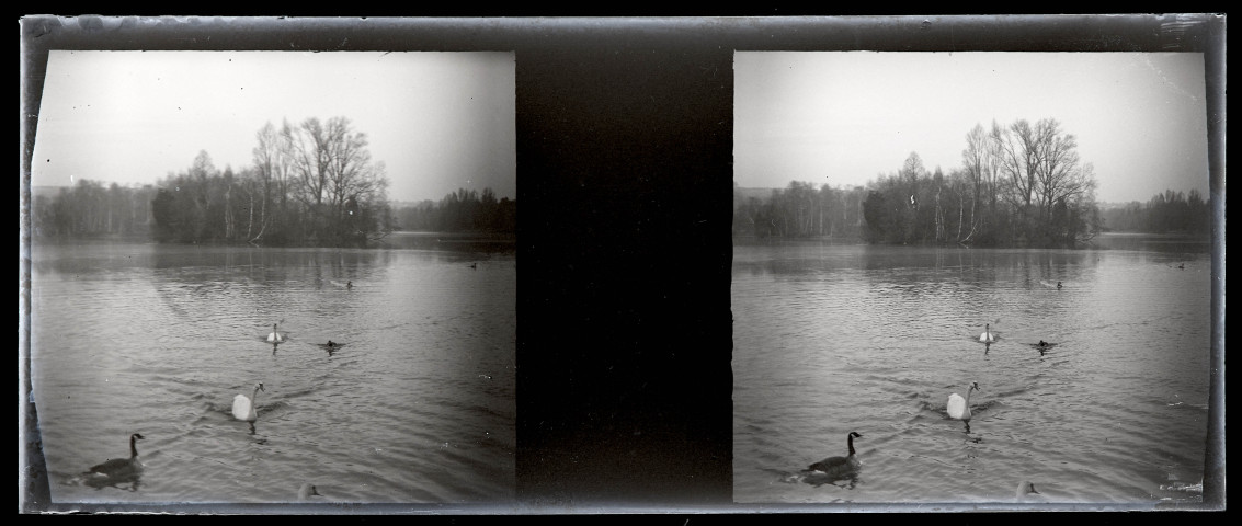 Cygnes et canards dans un plan d'eau entouré d'un parc boisé.