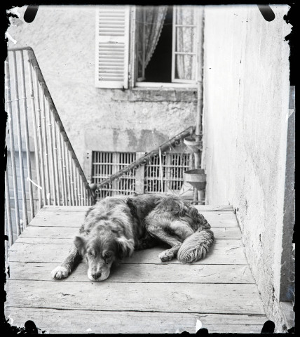 Chien couché devant une habitation.