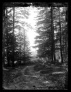 Forêt près de Champagnole.