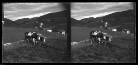 Deux bœufs attelés à une charrue dans un paysage vallonné, un village au loin.