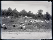 Moutons broutant au bord d'une route.