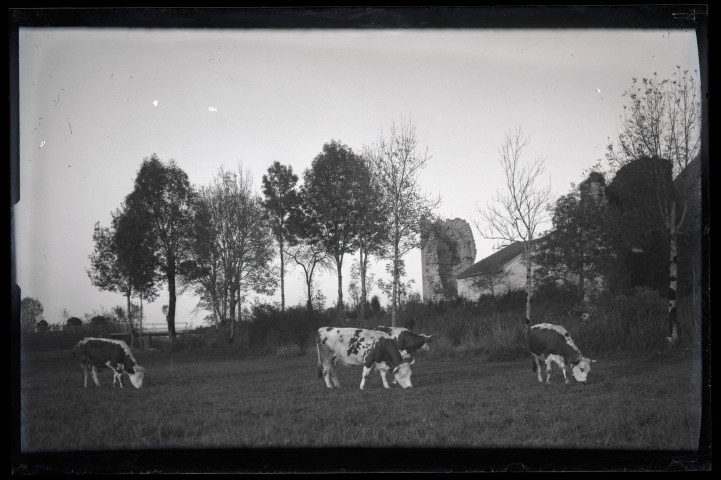 Vaches paissant près des ruines du château et de la ferme du Parc à Vers-en-Montagne.