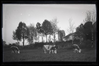 Vaches paissant près des ruines du château et de la ferme du Parc à Vers-en-Montagne.