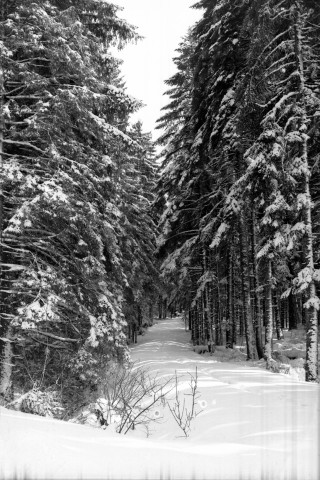 Une forêt sous la neige