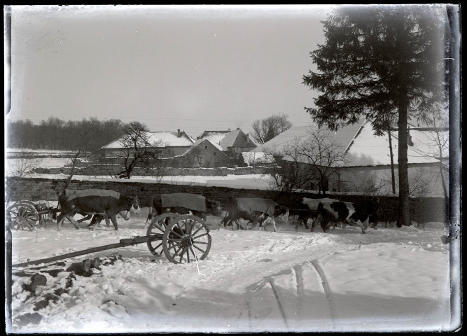 Débardage en hiver à Vers-en-Montagne, un attelage de bœufs marche dans la neige.