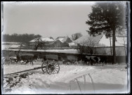 Débardage en hiver à Vers-en-Montagne, un attelage de bœufs marche dans la neige.