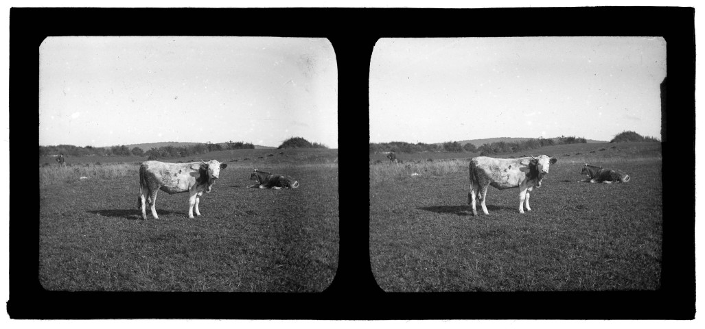 Vaches au pâturage dans les environs d'Arbois.