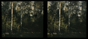 Bois de bouleaux près de Saint-Maur.