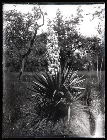 Yucca filamentosa en fleur.