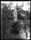 Yucca filamentosa en fleur.