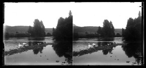 Oies et canards au bord de la Loue à Port-Lesney.