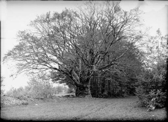 Gros hêtre de 900 à 1200 ans, 7,5 m de circonf., surface couverte 25 m2. Sillet