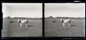 Deux vaches sous la surveillance d'un jeune vacher.