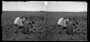 Trois élèves du pensionnat de Vers-en-Montagne vues de dos, sarclant un champ de pommes de terre.