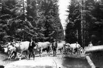 Débardage avec des boeufs